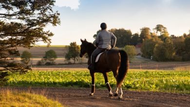 حساسية ركوب الخيل