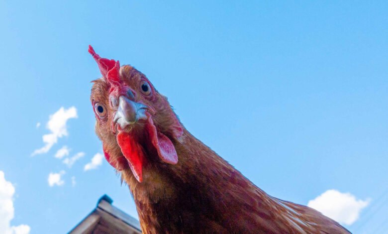 حساسية الدجاج