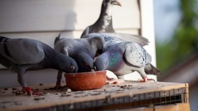 تربية الحمام
