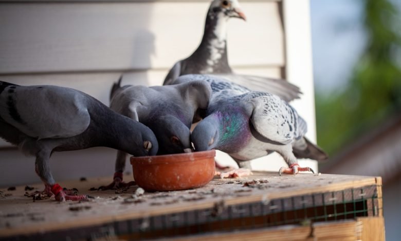 تربية الحمام
