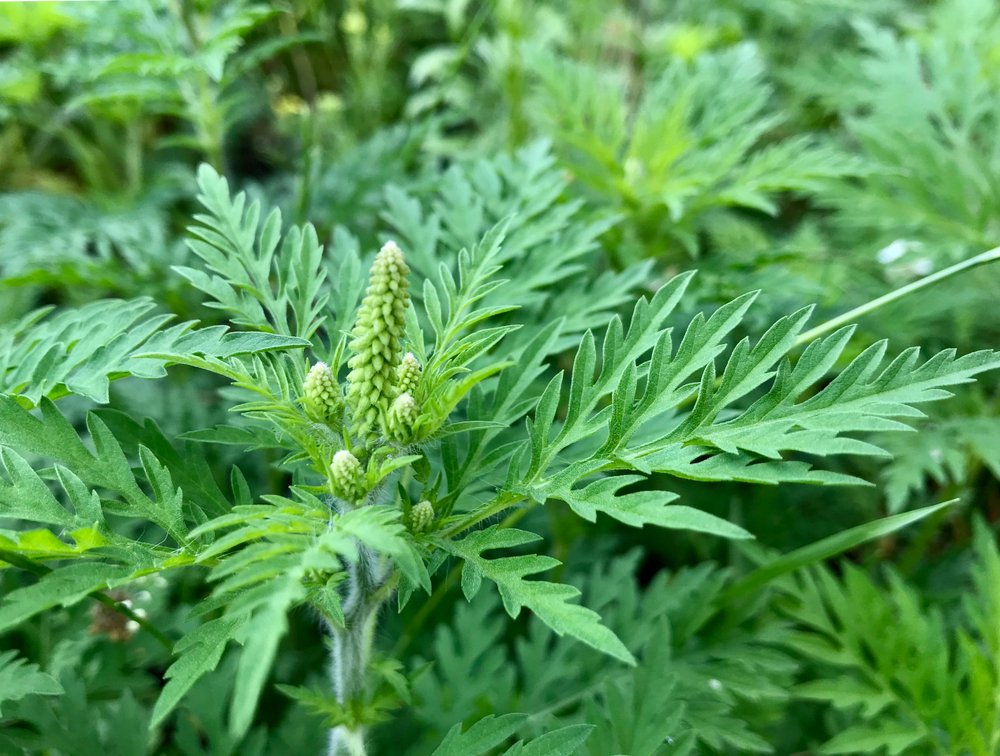 متلازمة حساسية الفم 