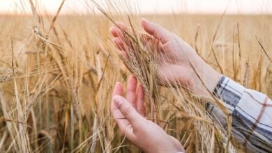 أعراض جساسية القمح عند الكبار