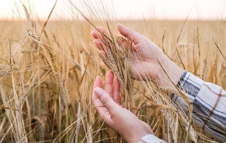 أعراض جساسية القمح عند الكبار